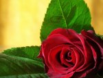 I\'ll give this rose for my love