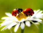 Ladybugs in Daisy