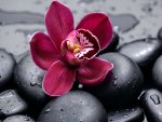 Red flower on wet stones