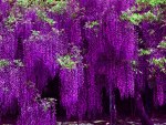VIOLET WISTERIA