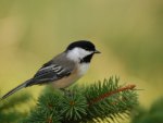 Black Cap Chickadee
