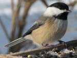 Chickadee