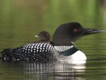 Common Loon