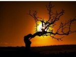 Sunset Tree.