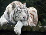 Relaxed but Watchful White Tiger