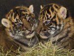Tiger cubs