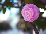 Natural Pink Rose