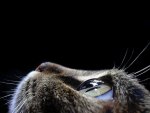 Close Up Cat Eye