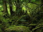 Lush Mossy Forest