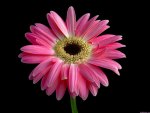 Pink Flower