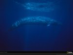 blue whale