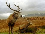 two stags
