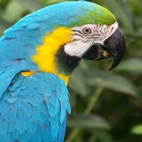 Blue Macaw Parrot
