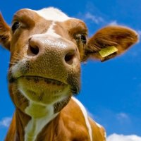 Cow