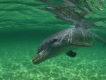 Dolphin in Green Water
