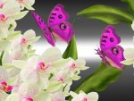 Orchids Butterflies Bright