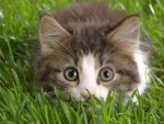Cat in the grass