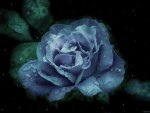 Water blue rose