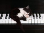 Musician cat
