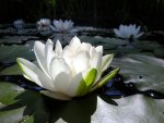Pure Lotus.