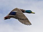MALLARD ON THE MOVE
