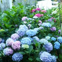 hydrangeas