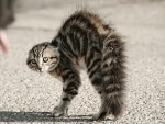 Aggressive kitty