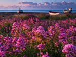Coast of Flowers