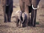 Holding Trunks...