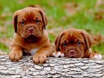 BORDEAUX PUPPIES