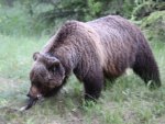 Bear at Banff Alberta