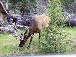 Elk at Banff Alberta