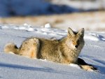 COYOTE