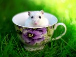 Cute rodent in a cup
