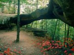 Stone Arch in the Forest