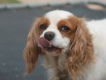 Cutest Cavalier Spaniel