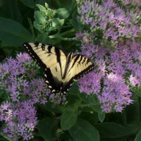 butterfly in the lilacs