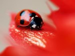 Ladybird.