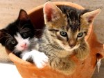 two cute kitties in a basket