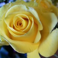 The Yellow Rose