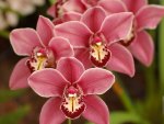 Best Pink Orchids