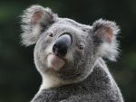 Cheeky Koala