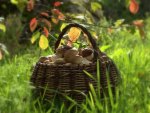 Basket Full Of Mushrooms.
