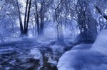Frozen Forest