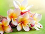 Exotic Plumeria