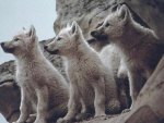 3 Wolf Pups