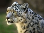 Snow leopard
