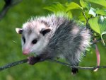 Opossum