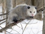 Opossum