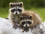 Raccoons